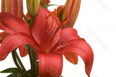 Beautiful Asiatic Lily Bloom Beautiful Asiatic Lily Bloom