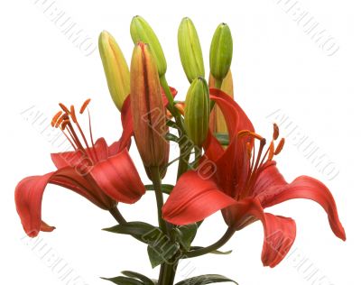 Beautiful Asiatic Lily Bloom