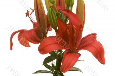 Beautiful Asiatic Lily Bloom Beautiful Asiatic Lily Bloom