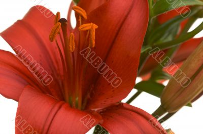 Beautiful Asiatic Lily Bloom