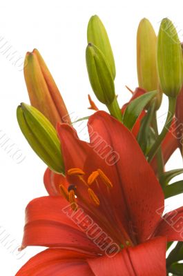 Beautiful Asiatic Lily Bloom Beautiful Asiatic Lily Bloom
