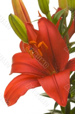 Beautiful Asiatic Lily Bloom