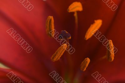 Beautiful Asiatic Lily Bloom Anthers