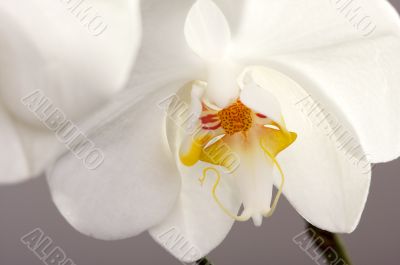 Macro Orchid Flower Blossom Macro Orchid Flower Blossom