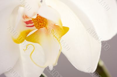 Macro Orchid Flower Blossom Macro Orchid Flower Blossom