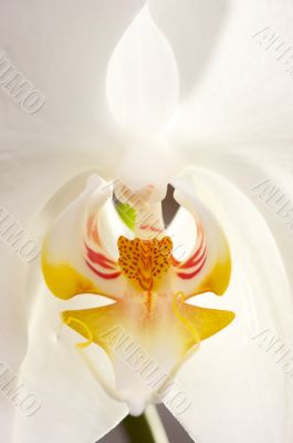 Macro Orchid Flower Blossom Macro Orchid Flower Blossom