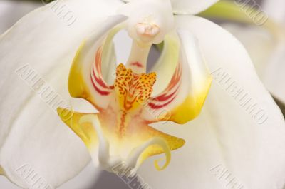 Macro Orchid Flower Blossom Macro Orchid Flower Blossom