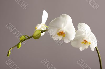 Beautiful Orchid Branch Blossom
