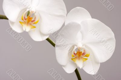 Macro Orchid Flower Blossoms Macro Orchid Flower Blossoms