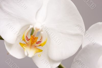 Macro Orchid Flower Blossoms Macro Orchid Flower Blossoms
