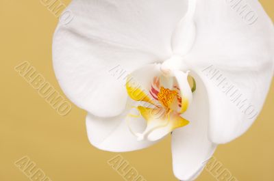Macro Orchid Flower Blossom Macro Orchid Flower Blossom