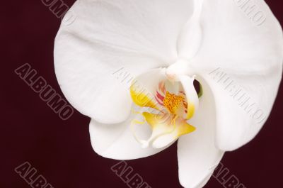 Macro Orchid Flower Blossom Macro Orchid Flower Blossom
