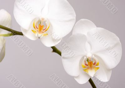 Macro Orchid Flower Blossoms Macro Orchid Flower Blossoms