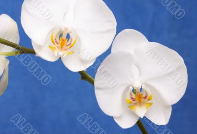 Macro Orchid Flower Blossom Macro Orchid Flower Blossom