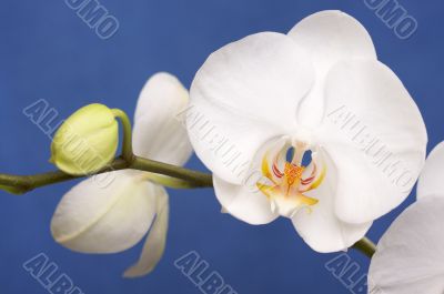 Macro Orchid Flower Blossoms Macro Orchid Flower Blossoms