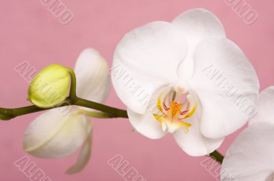 Macro Orchid Flower Blossoms Macro Orchid Flower Blossoms