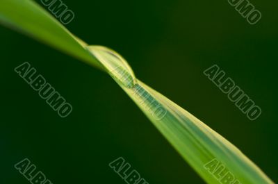 Drop on Blade of Grass