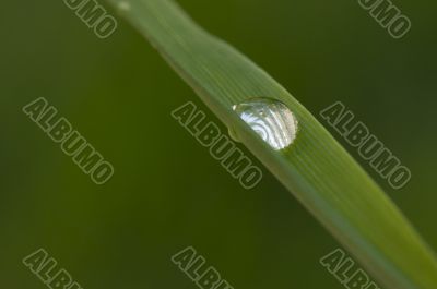 Drop on Blade of Grass