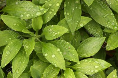 Abstract Green Foliage