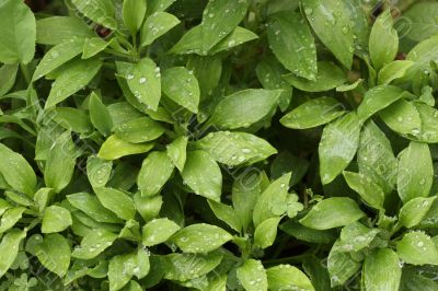 Abstract Green Foliage