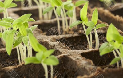 Sprouting Plants Sprouting Plants