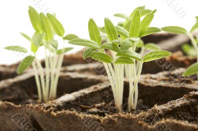 Sprouting Plants Sprouting Plants