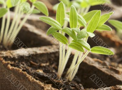 Sprouting Plants Sprouting Plants