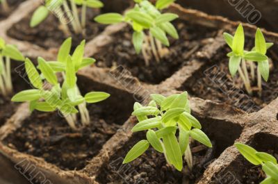 Sprouting Plants34 Sprouting Plants34