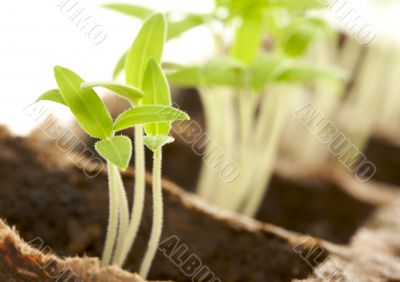 Sprouting Plants Sprouting Plants