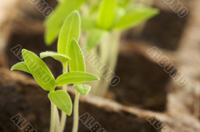 Sprouting Plants34 Sprouting Plants34