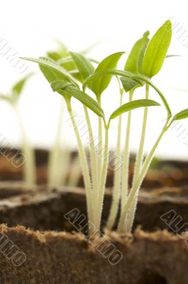 Sprouting Plants Sprouting Plants
