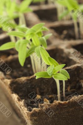 Sprouting Plants Sprouting Plants
