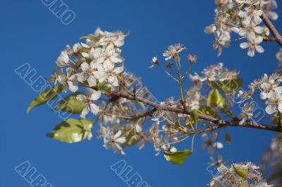 Spring Flowering Tree Blossom Spring Flowering Tree Blossom