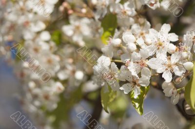 Spring Flowering Tree Blossom