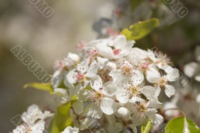Spring Flowering Tree Blossom Spring Flowering Tree Blossom