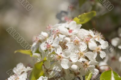 Spring Flowering Tree Blossom