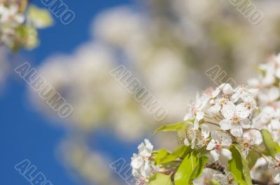 Spring Flowering Tree Blossom