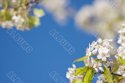 Spring Flowering Tree Blossom Spring Flowering Tree Blossom