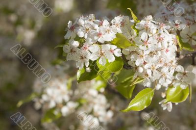 Spring Flowering Tree Blossom Spring Flowering Tree Blossom