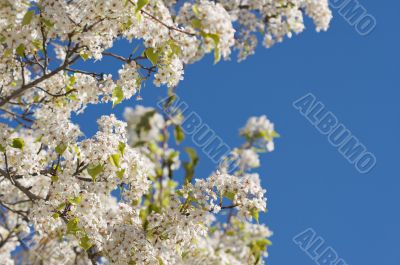 Spring Flowering Tree Blossom Spring Flowering Tree Blossom