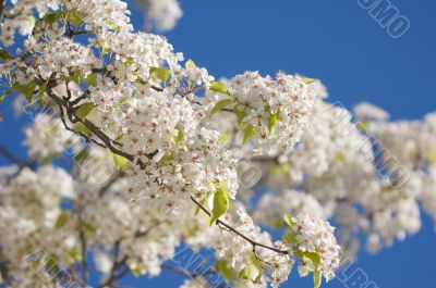 Spring Flowering Tree Blossom Spring Flowering Tree Blossom