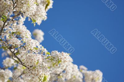 Spring Flowering Tree Blossom Spring Flowering Tree Blossom