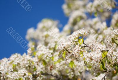 Spring Flowering Tree Blossom Spring Flowering Tree Blossom