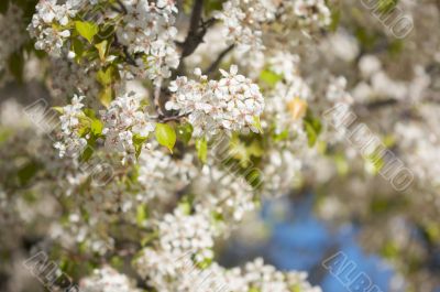 Spring Flowering Tree Blossom