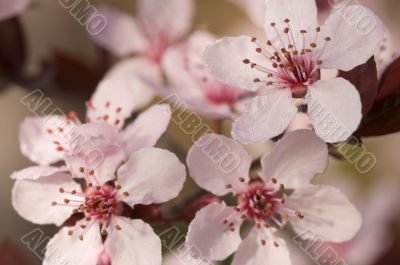 Early Spring Pink Tree Blossoms