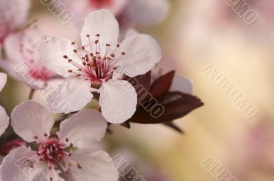 Early Spring Pink Tree Blossoms