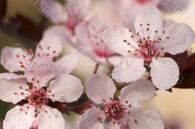 Early Spring Pink Tree Blossoms