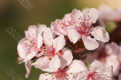 Early Spring Pink Tree Blossoms
