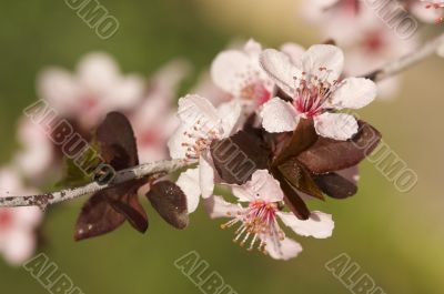 Early Spring Pink Tree Blossoms