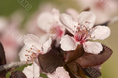Early Spring Pink Tree Blossoms